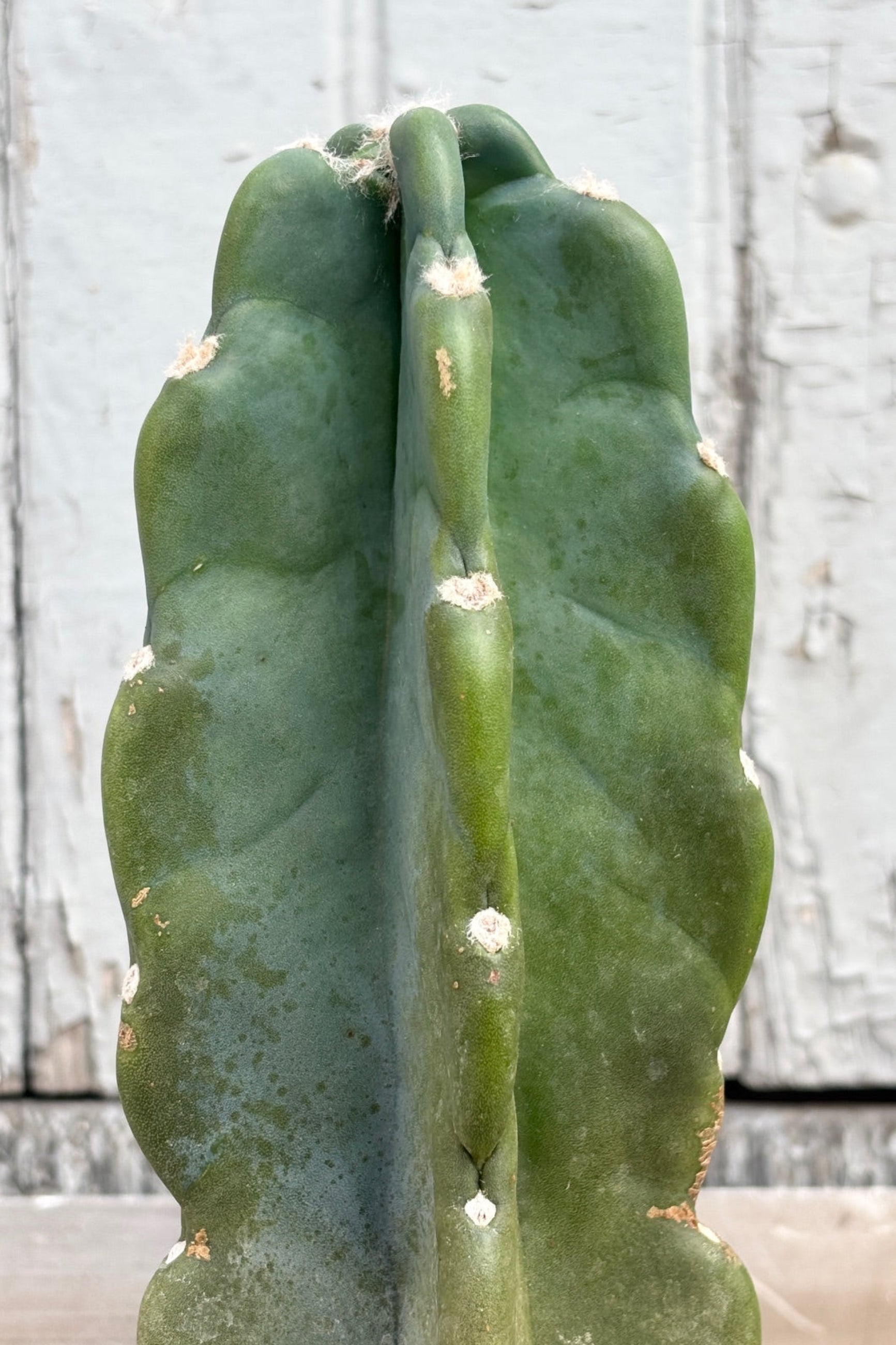 Close up of Cereus Peruvianus cactus in a 6" plastic pot displayed against a grey wall ©Sprout Home