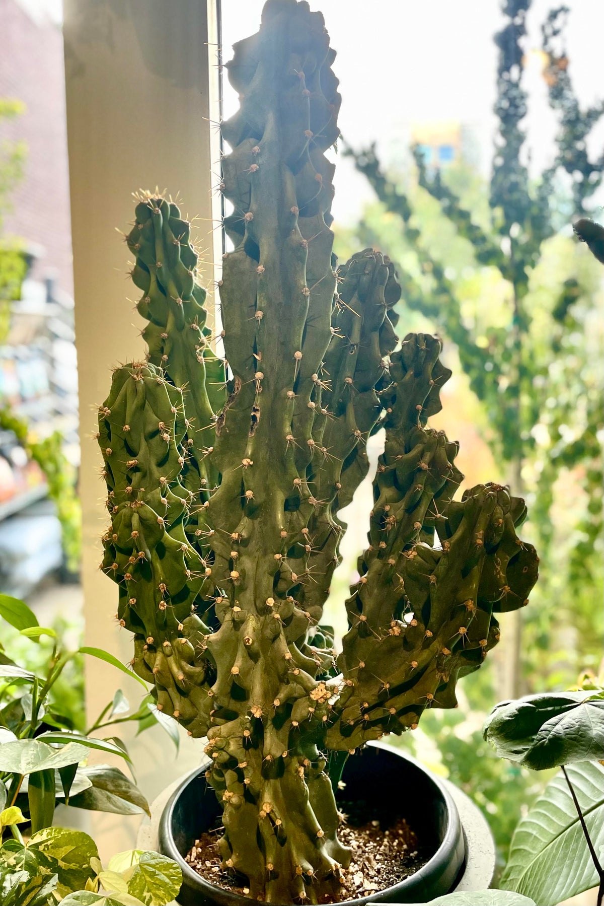 A monstrose form of Cereus cactus in front of a window of greenery ©Sprout Home
