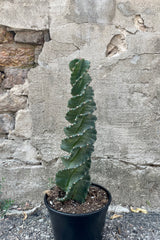 A photo of a spiral shaped Cereus peruvianus 'spiralis' cactus plant in a black pot against a cement wall.