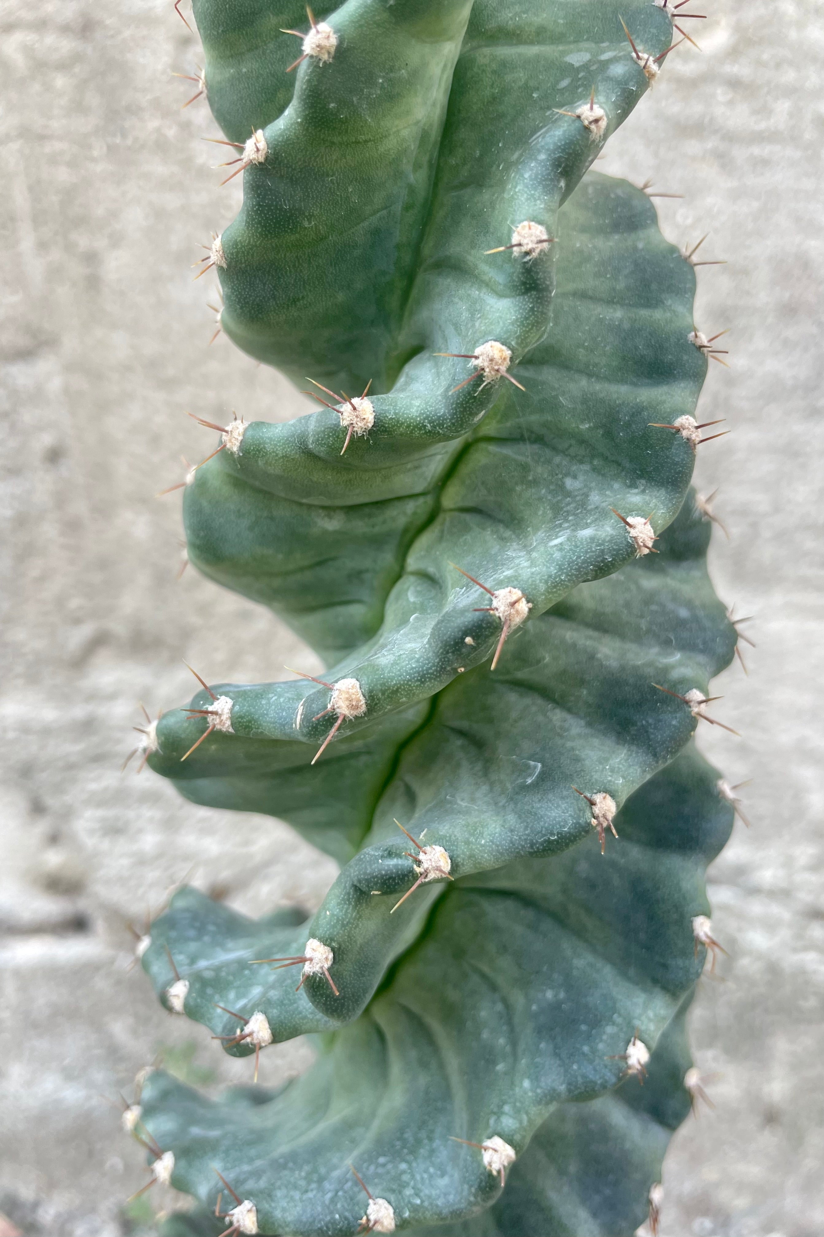 A close photo of the spiraling stem of Cereus peruvianus cactus plant against a cement wall.