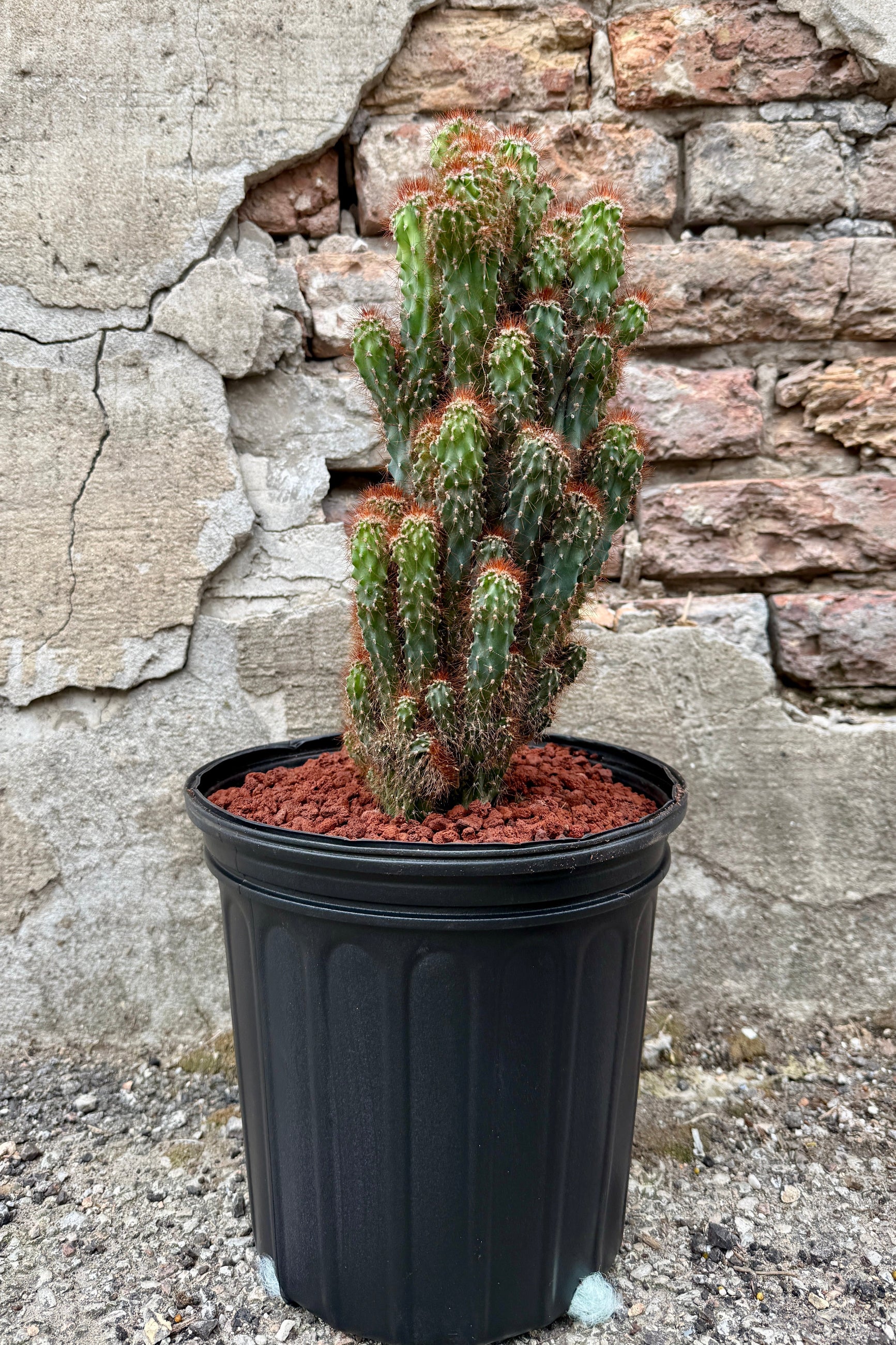 Potted Cereus repandus monstrose 'Rojo' in an 8" growers pot  in front of a stone wall ©Sprout Home