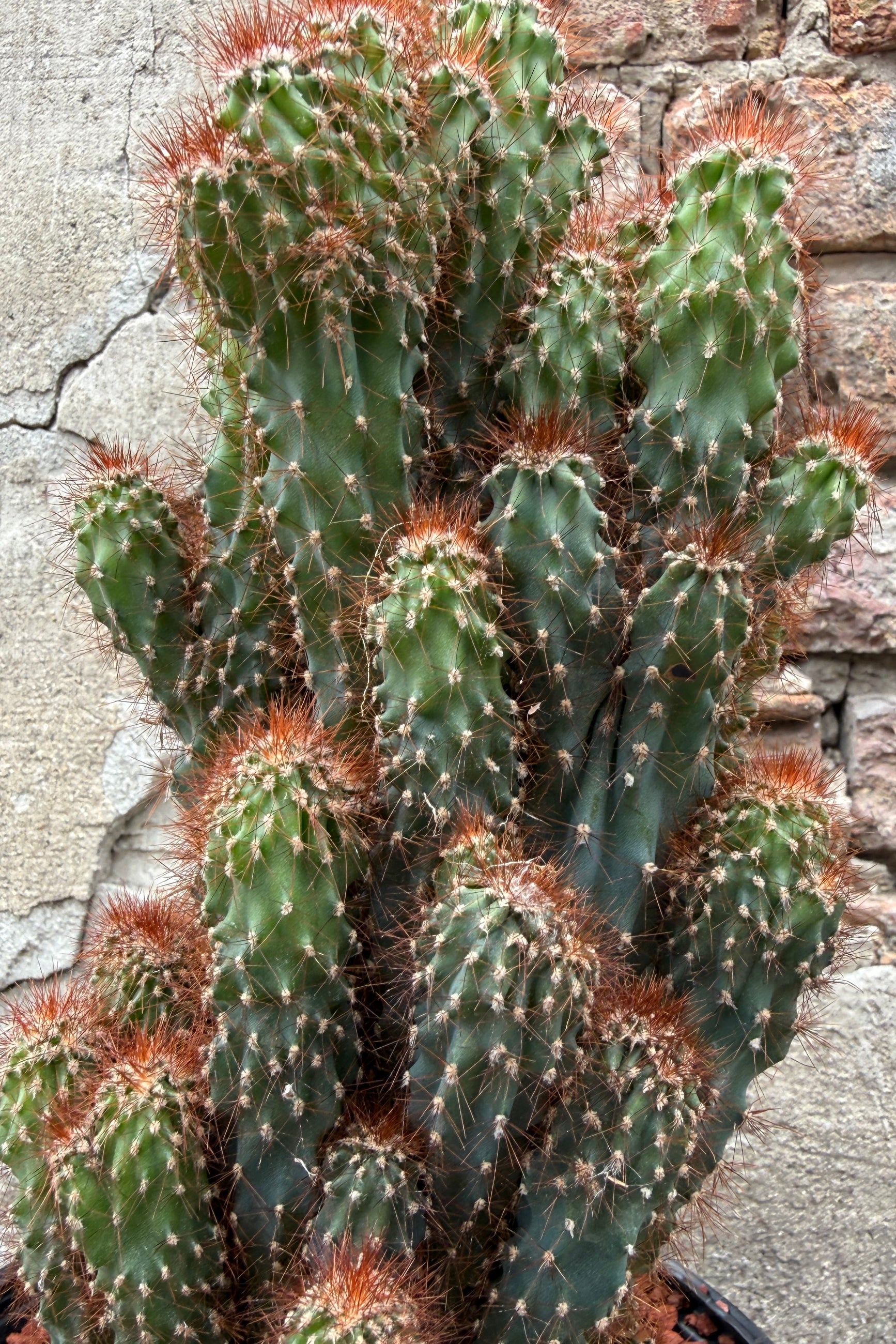 Cereus repandus monstrose 'Rojo' body and spines up close ©Sprout Home