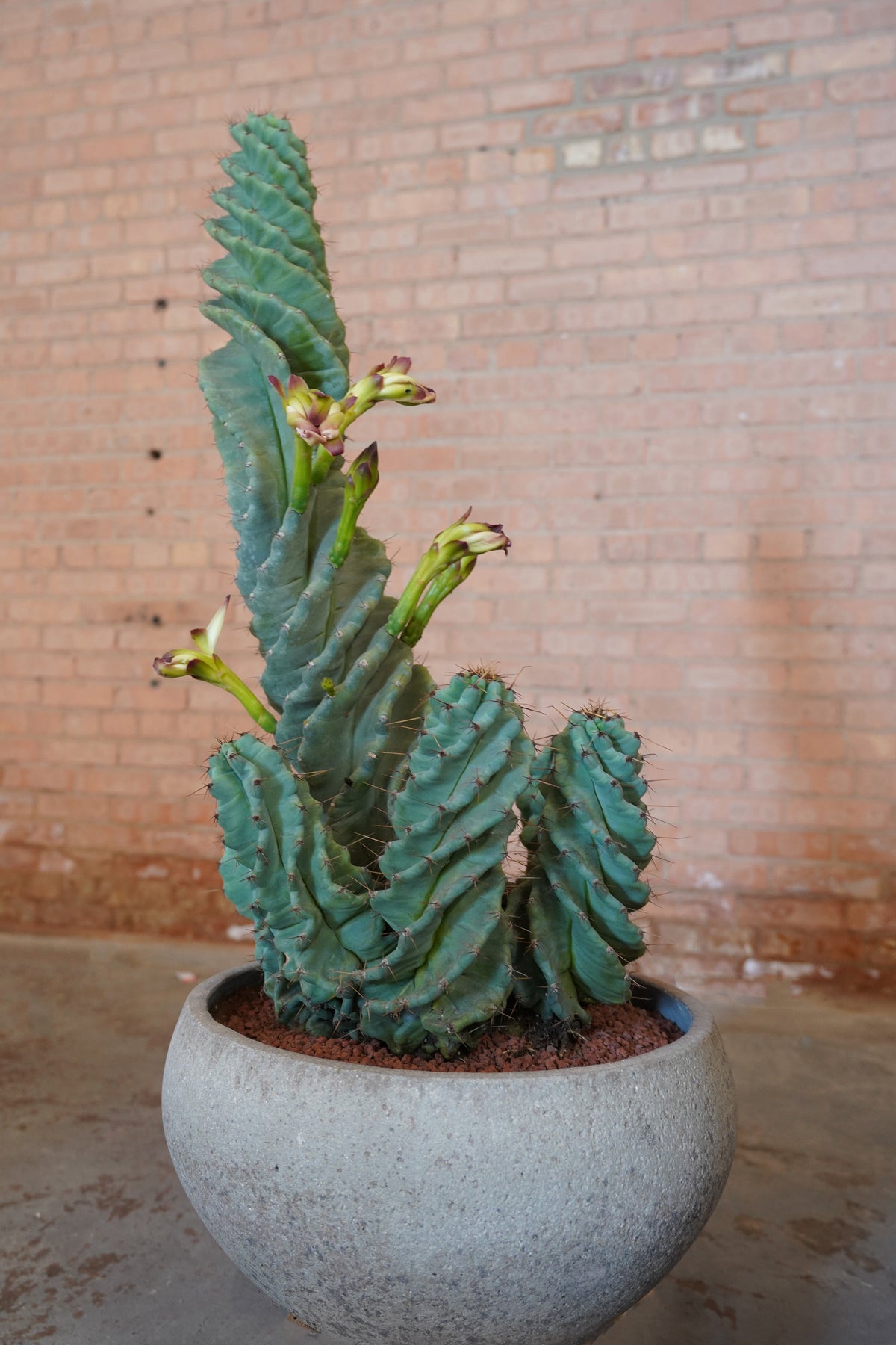 Cereus peruvianus 'Spiralis' in Gray Bowl with a brick background ©Installation view of VERDE at Secrist Beach SATELLITE