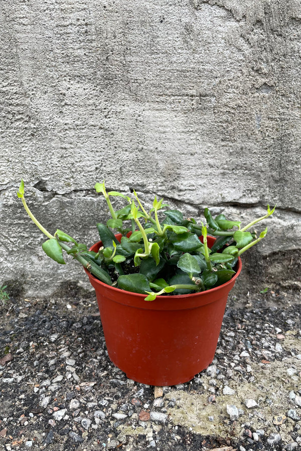 Ceropegia "Umbrella Flower" in a 6" growers pot in front of a concrete wall starting to spill over the container. 