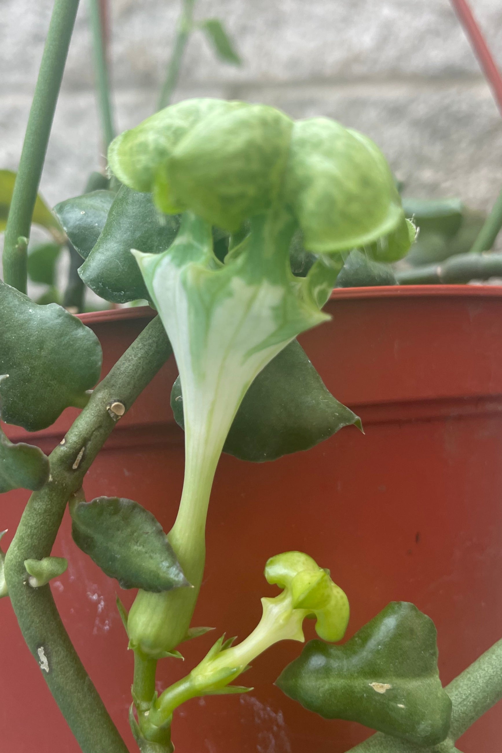 A close photo of the parachute shaped green and white flower of Ceropegia sandersonia. The plant is in an orange pot in front of a gray wall. ©Sprout Home