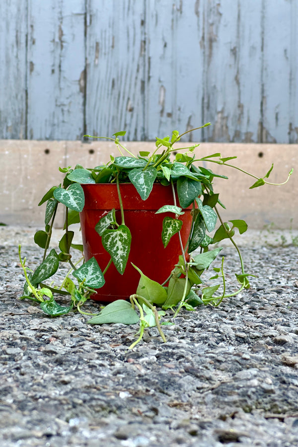 Ceropegia "String of Spades" in a 4" growers pot at Sprout Home. 