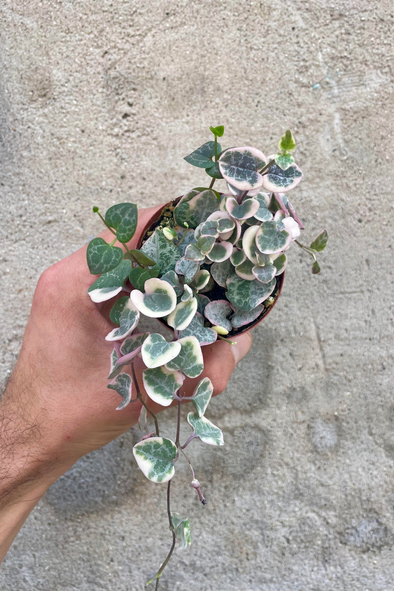 Photo of a hang holding a vining plant against a cement wall. The plant is in a round pot and shown from above, showing small round leaves of pink, white and green on trailing vines.. The plant is a Ceropegia woodii or "String of Hearts" and is the colorful variegated form.