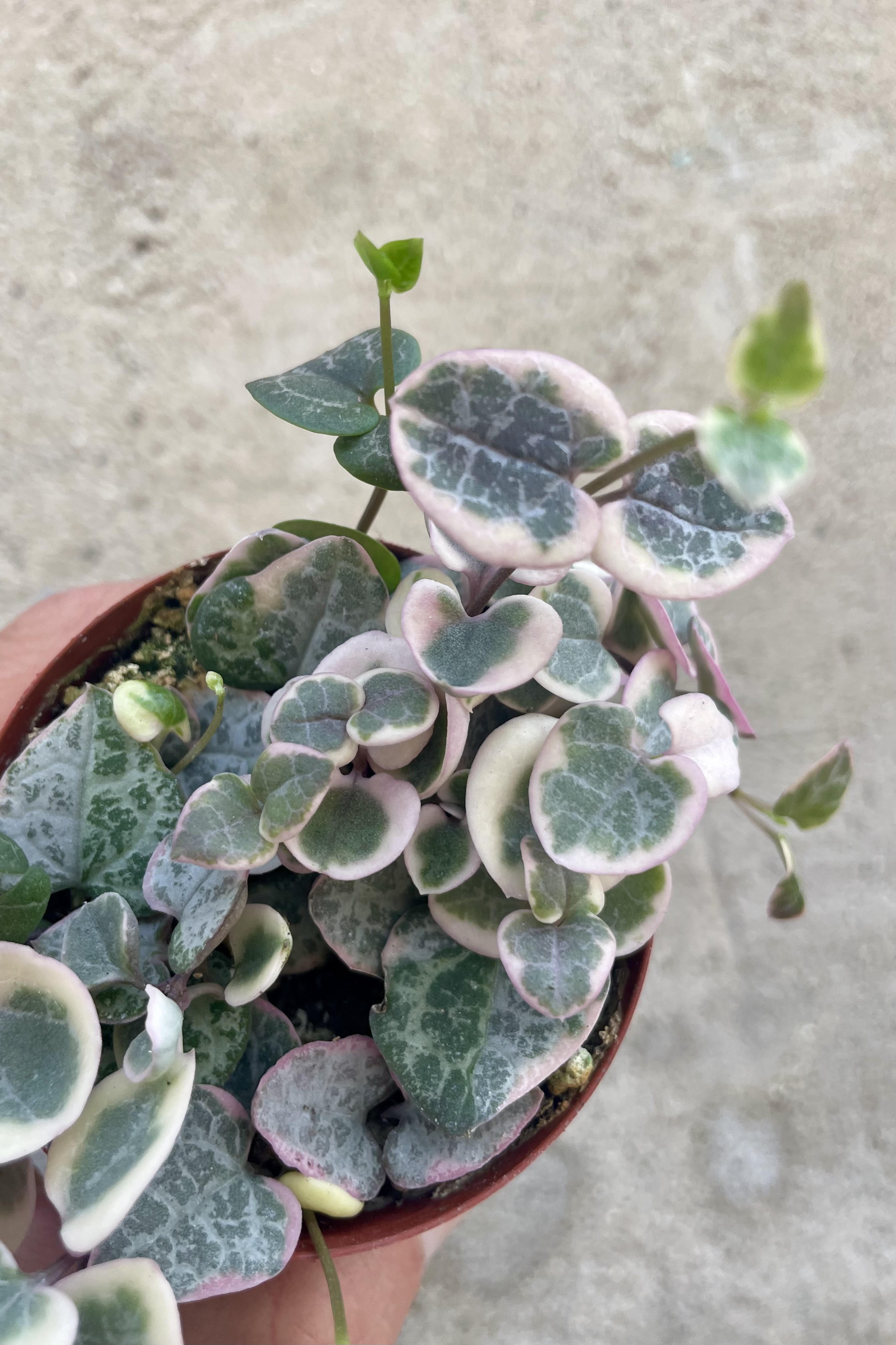 Close up photo of a hang holding a vining plant against a cement wall. The plant is in a round pot and shown from above, showing small round leaves of pink, white and green on trailing vines.. The plant is a Ceropegia woodii or "String of Hearts" and is the colorful variegated form.