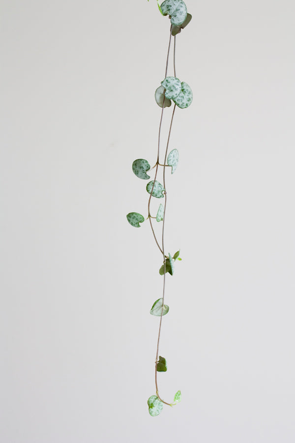 Ceropegia woodii 