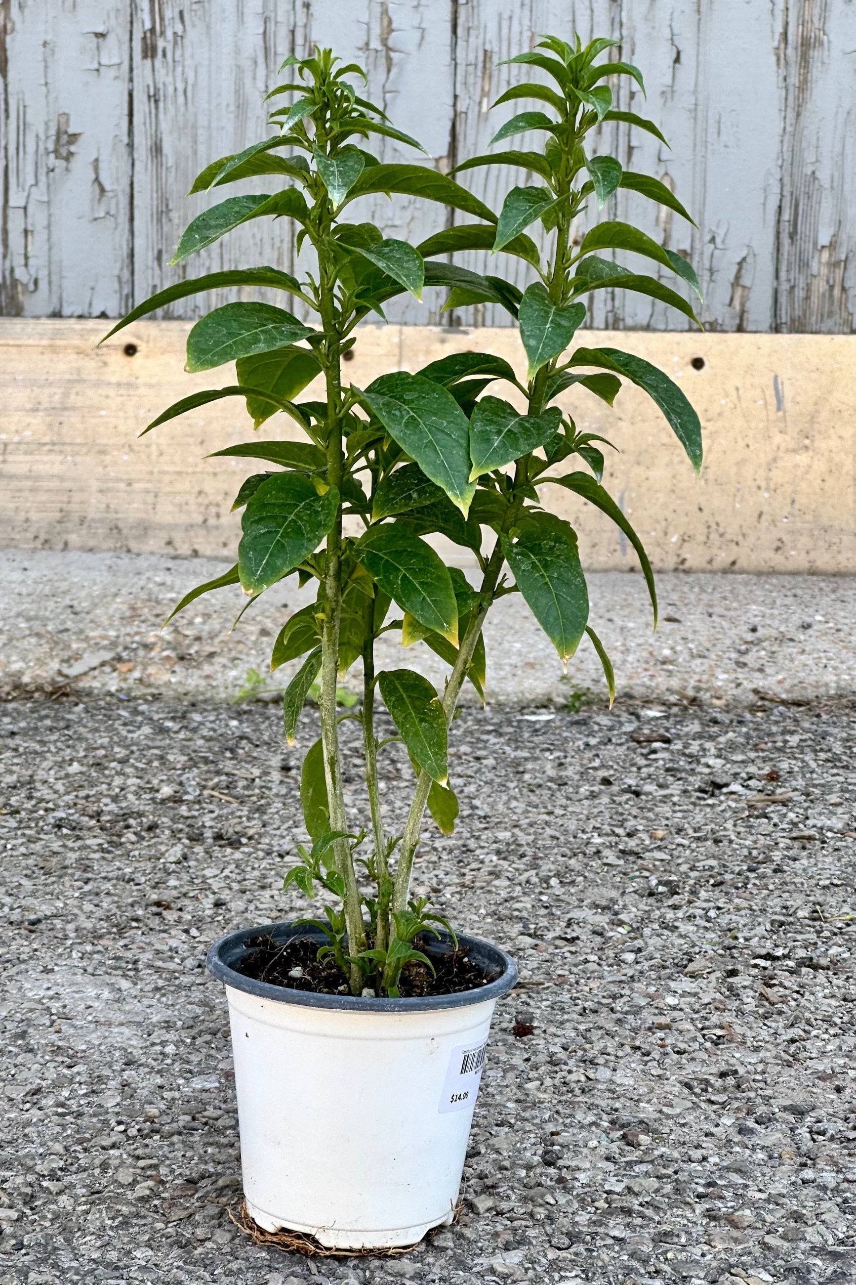 Cestrum "Night Blooming Jasmine" plant in a 4" growers pot at Sprout Home. . ©Sprout Home