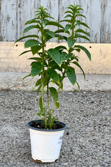 Cestrum "Night Blooming Jasmine" plant in a 4" growers pot at Sprout Home.