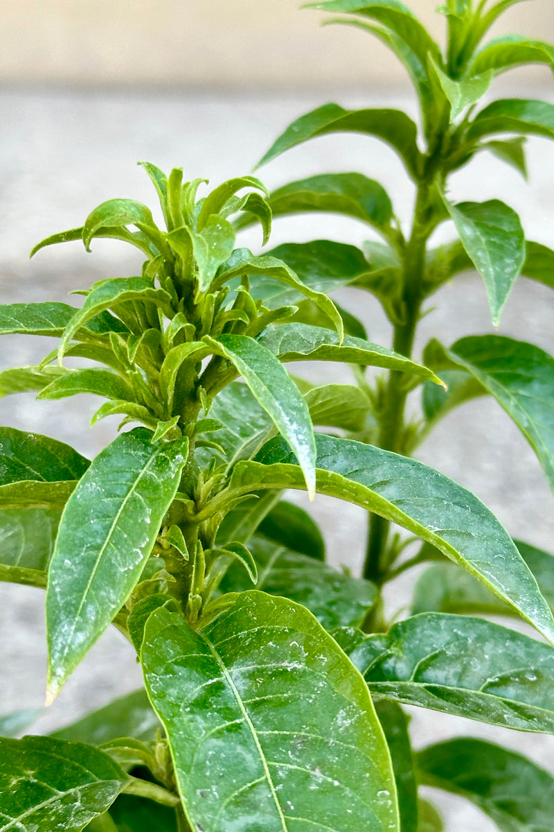 detail of the ovate green leaves of the Cestrum nocturnam "Night Blooming Jasmin" plant.