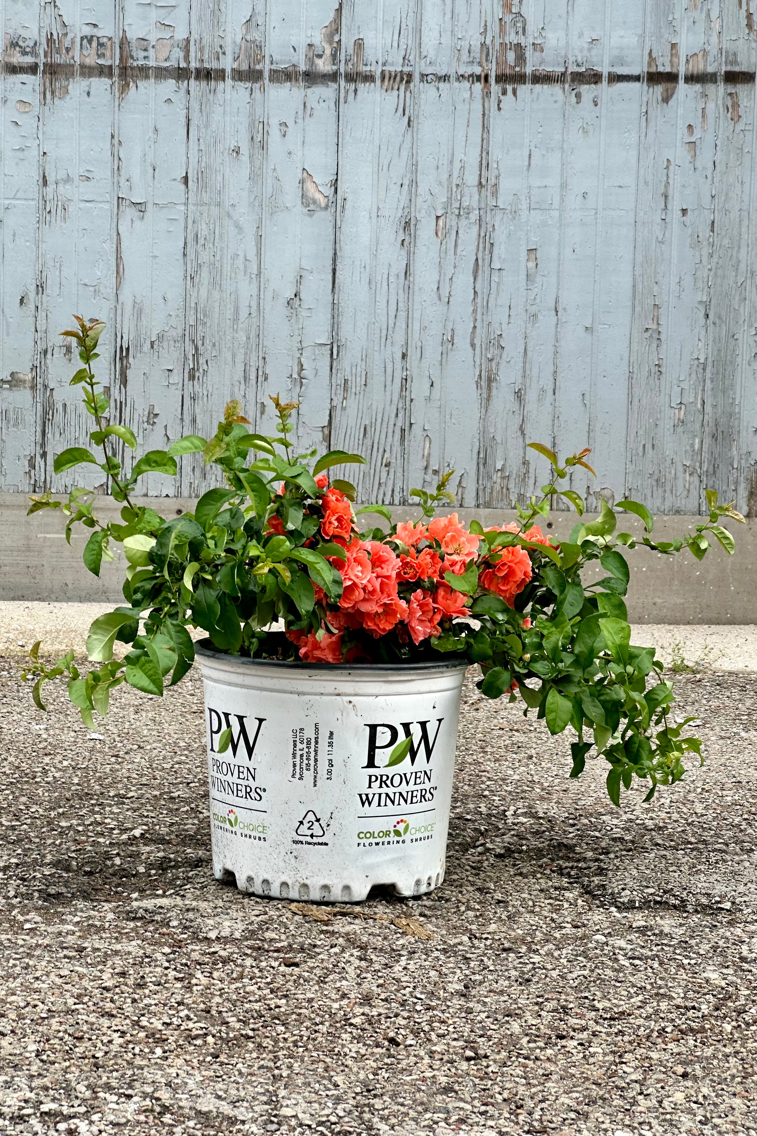 Chaenomeles 'Peach Double Take' in a #3 growers pot in full bloom mid May with its orange peach flowers low to the bottom of the pot. 