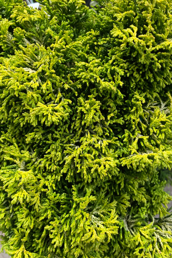 Chamaecyparis 'Butter Ball' up close showing the bright thick evergreen foliage the beginning of May