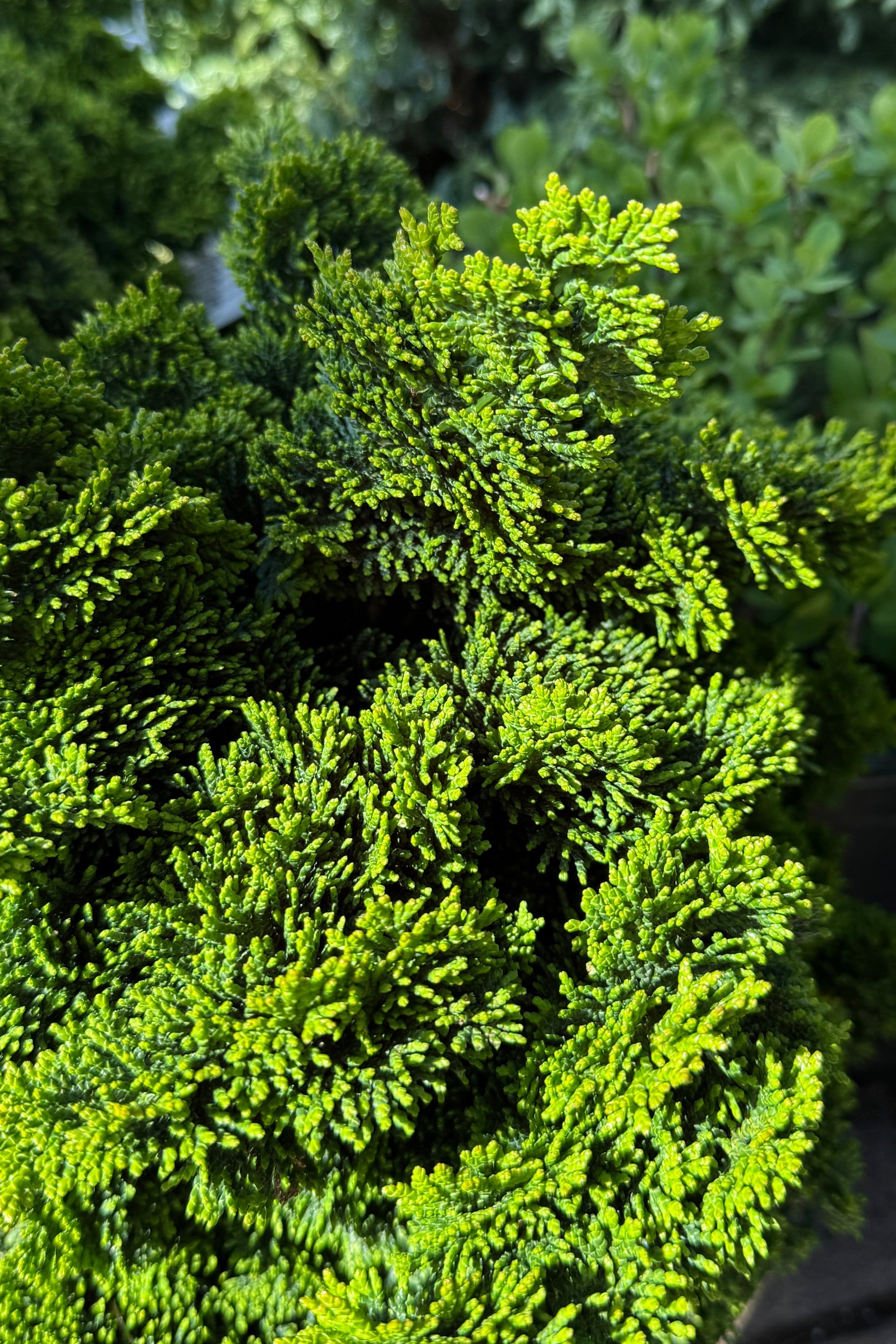 Chamaecyparis o. 'Thoweil' green textured foliage up close the end of April ©Sprout Home