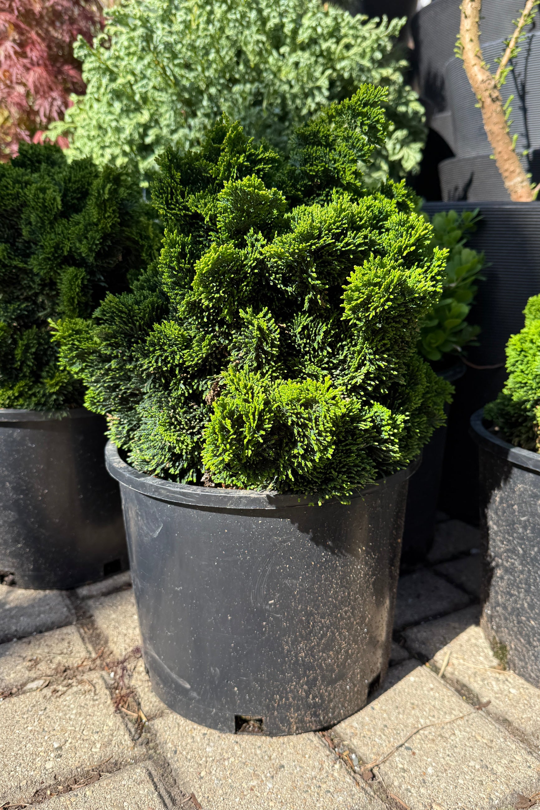 Chamaecyparis o. 'Thoweil' green textured foliage in a #3 growers pot in the end of April ©Sprout Home