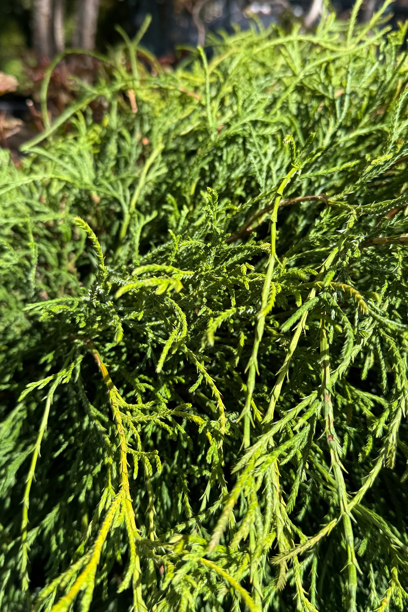 Chamacyparis pisifera 'Filifera' greenery up close ©Sprout Home