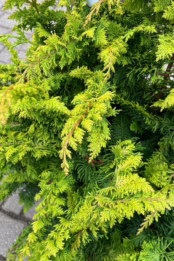 Chamaecyparis 'Fernspray Gold' up close with its arching fern like bright green thick leaves in May