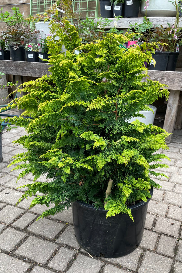 Chamaecyparis 'Fernspray Gold' in a #6 growers pot the beginning of May in the Sprout Home yard showing the fern like bright green shape of the branches and leaves. 