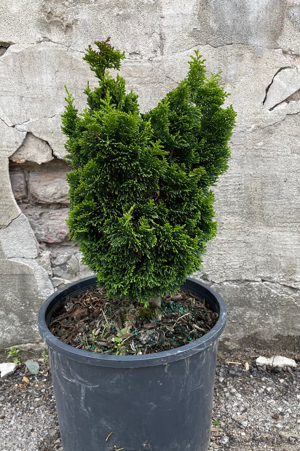 Chamaecyparis 'Spirali' in a #3 growers pot showing the thick green leaves starting to twirl at the top of the shrub the beginning of May