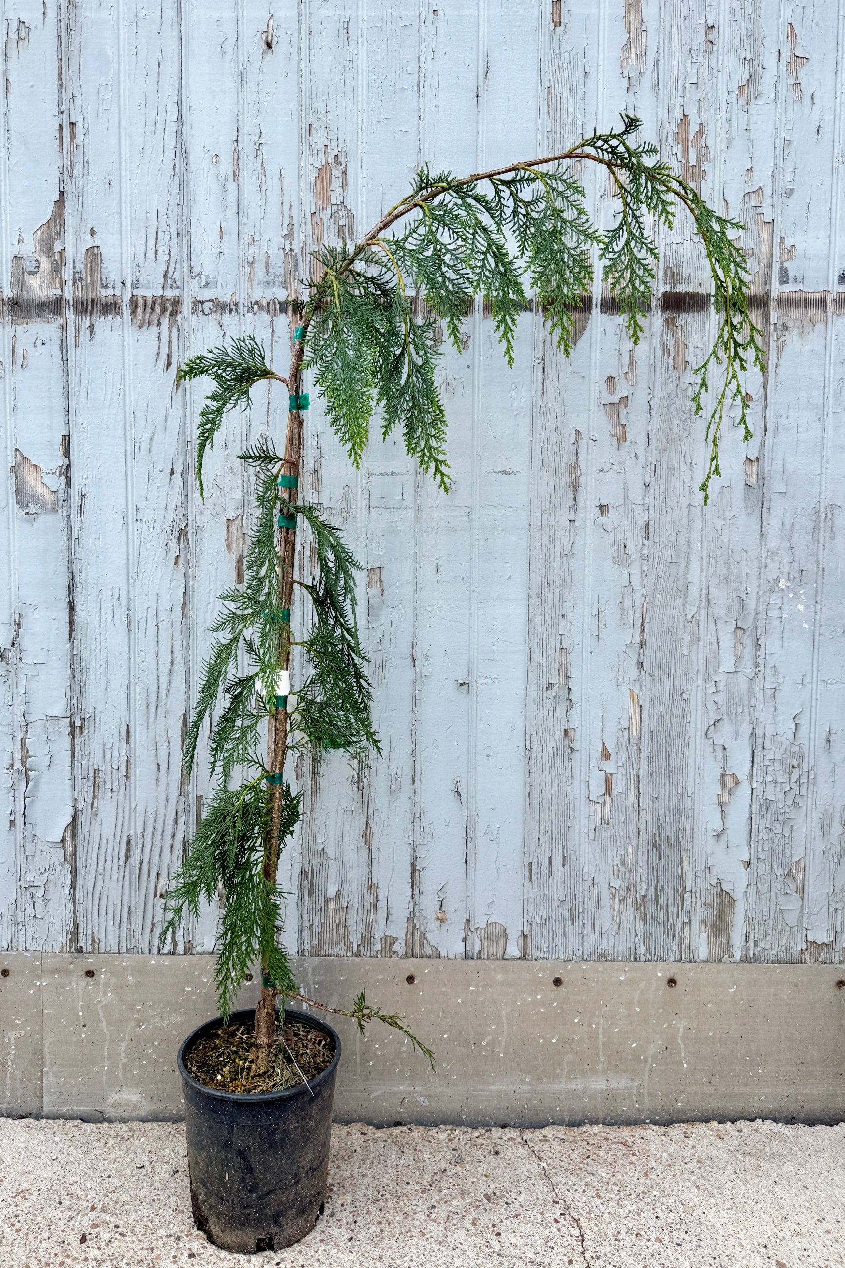 Chamaecyparis lawsoniana 'Dik's Weeping' Potted in a #1 growers pot against a rustic wooden fence ©Sprout Home