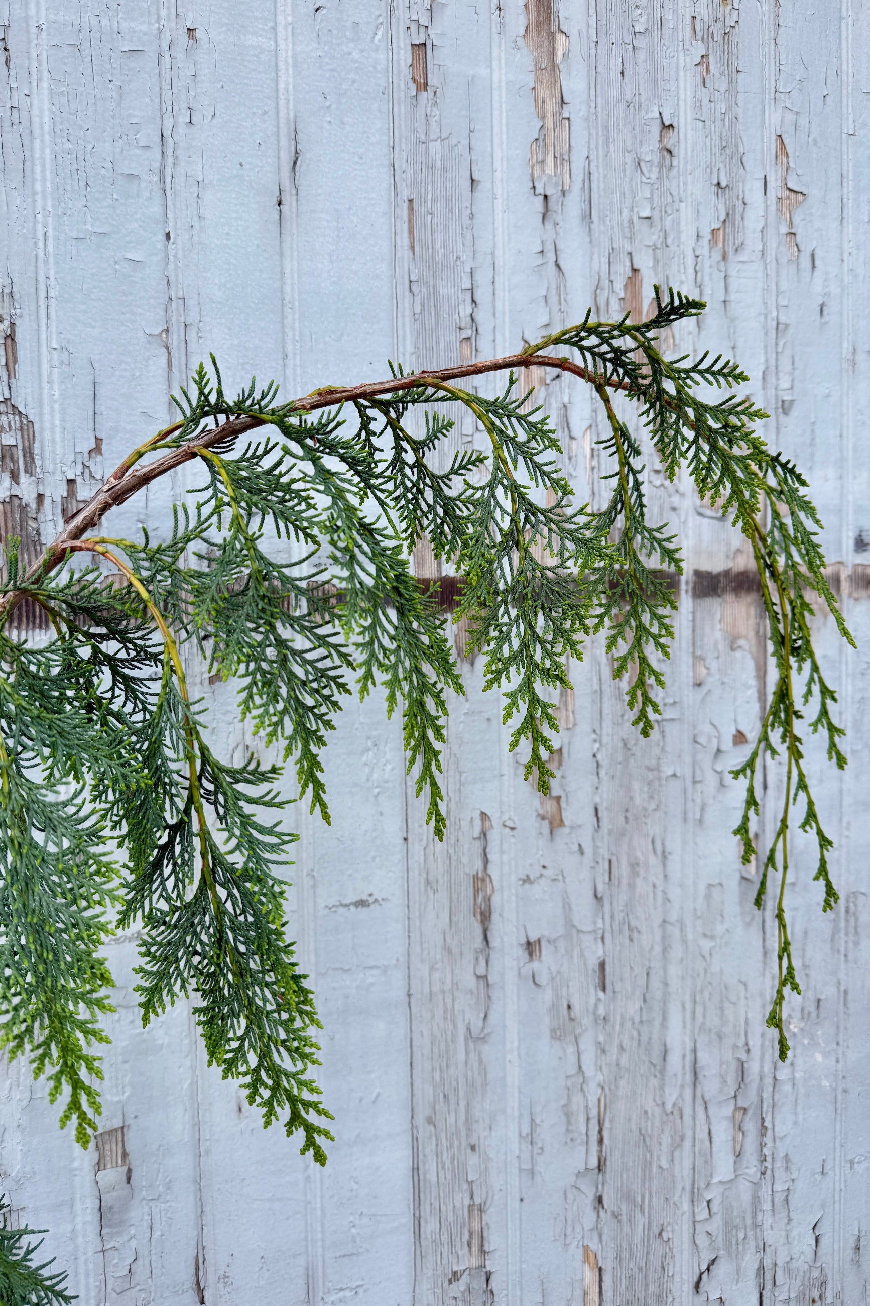 up close detail of Chamaecyparis lawsoniana 'Dik's Weeping'  ©Sprout Home
