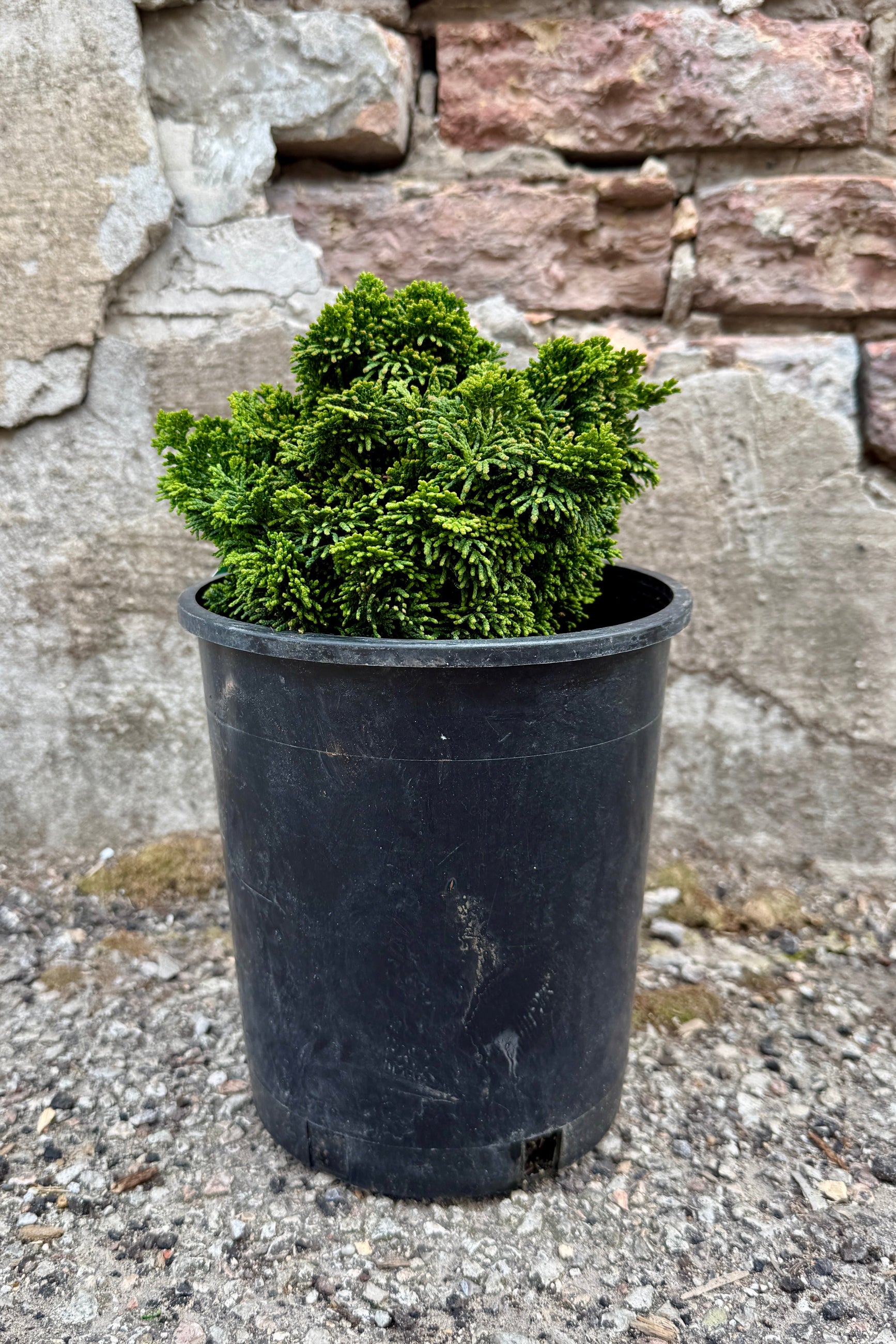 Chamaecyparis o. 'Ellie B.' in a #1 growers pot in a black pot against a stone wall. ©Sprout Home