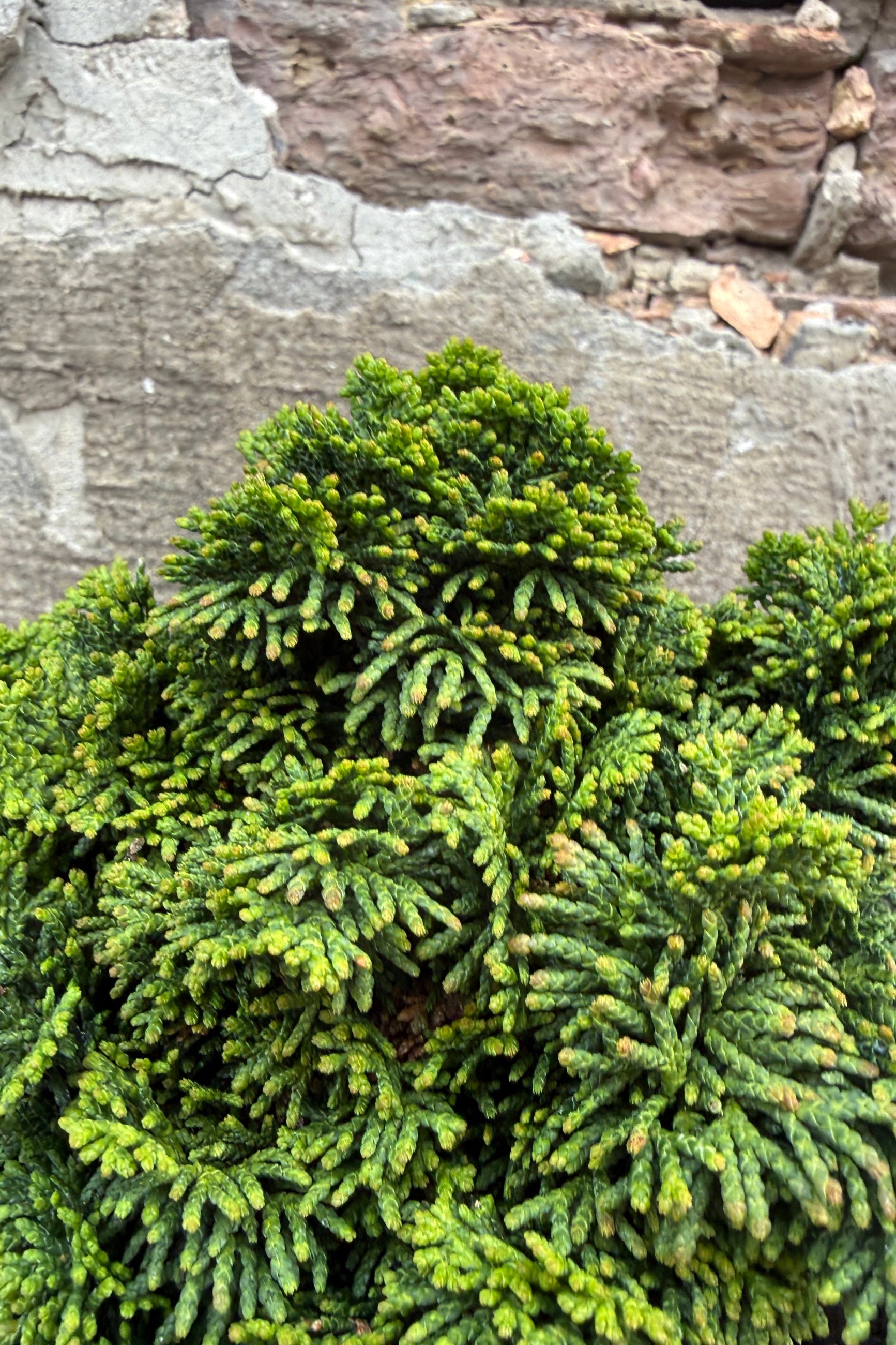 up close detail of a Chamaecyparis o. 'Ellie B.' against a stone wall ©Sprout Home
