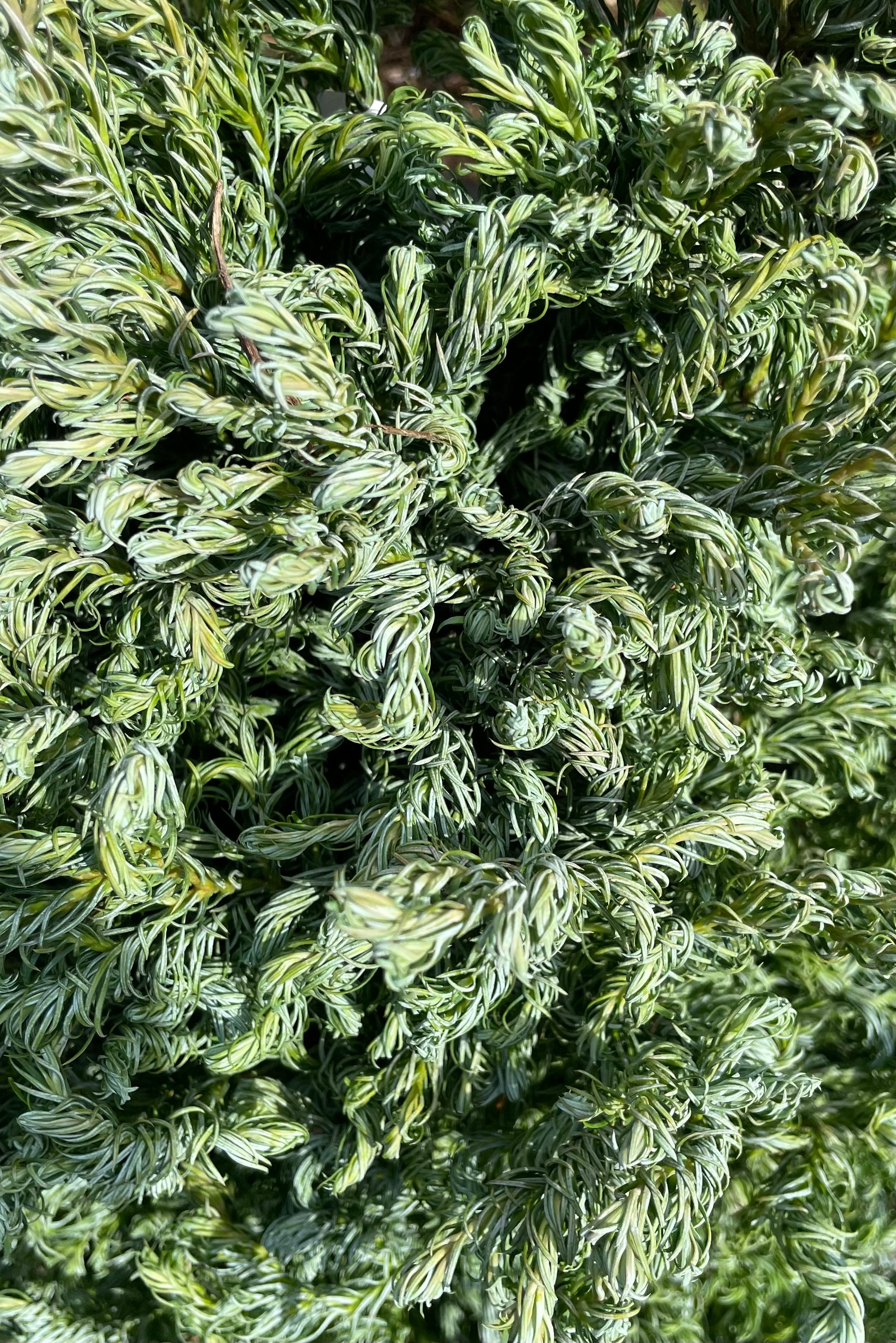 The curvy steel blue foliage of the Chamaecyparis 'Curly Tops' up close in May