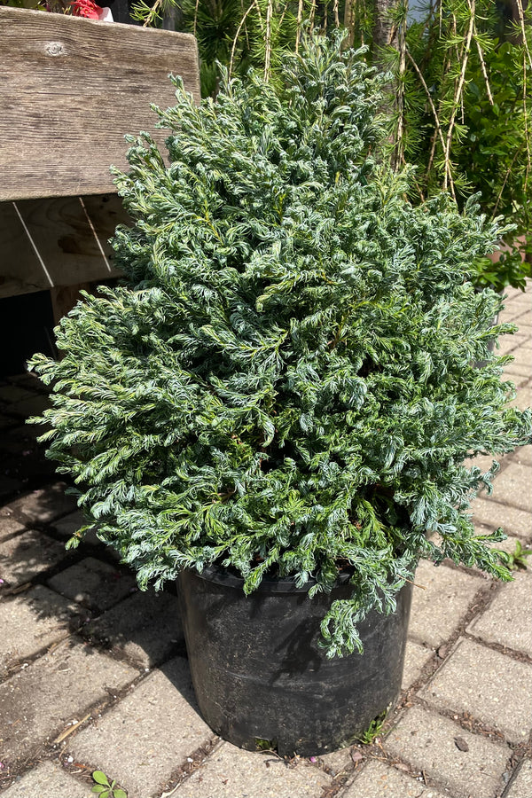 Chamaecyparis 'Curly Tops' in a #3 pot the beginning of May showing the steel blue whirling and curly needles on the stout shrub. 