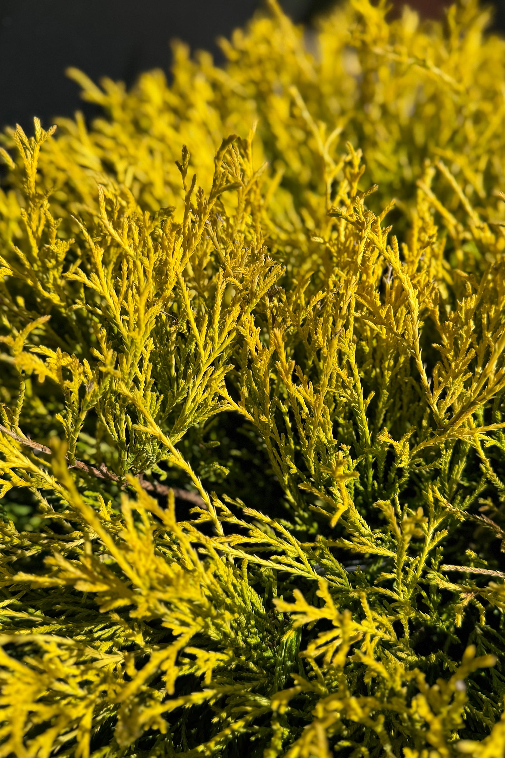 Chamaecyparis 'Golden Mops' up close showing its bright yellow green foliage ©Sprout Home