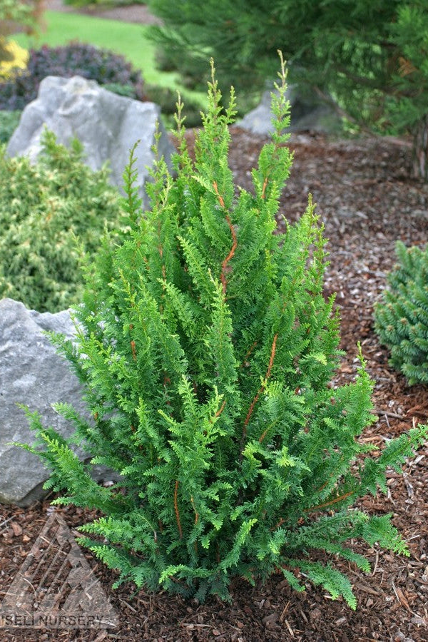 Green Chamaecyparis obtuse 'Filicoides Compacta' shrub with red stems in a garden setting with rocks and mulch. ©Iseli Nursery