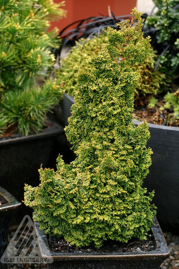 Small Chamaecyparis 'Gemstone' tree in a pot with a blurred garden background ©Iseli Nursery