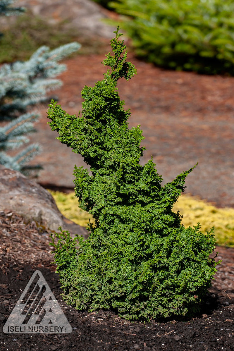 Small but mature Chamaecyparis 'Gemstone' vergreen tree planted in a garden setting with blurred background ©Iseli Nursery