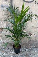 Chamaedorea cataractarum in an 8" growers pot showing its long green leaves in front of a concrete wall. 