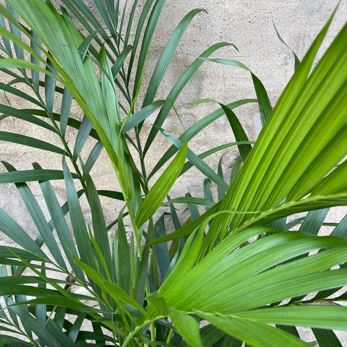 cat palm tree height Chamaedorea cataractarum 8