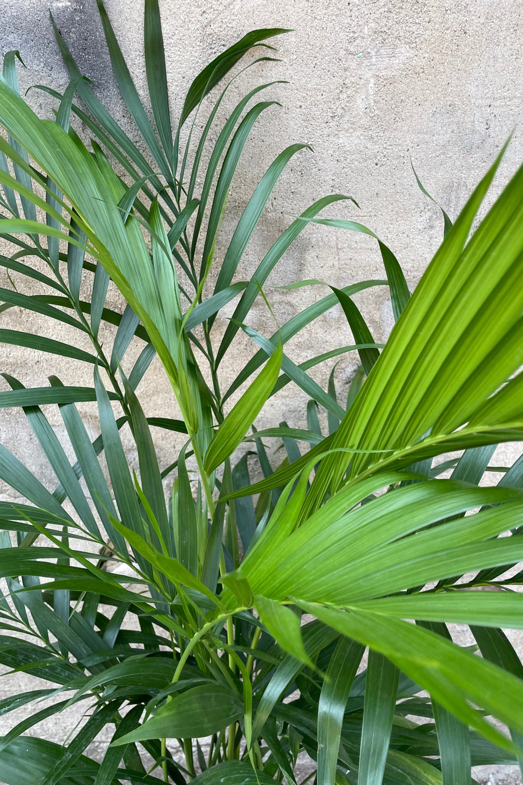 Detail picture of the palm like green leaves of the Chamaedorea cataractarum plant. ©Sprout Home