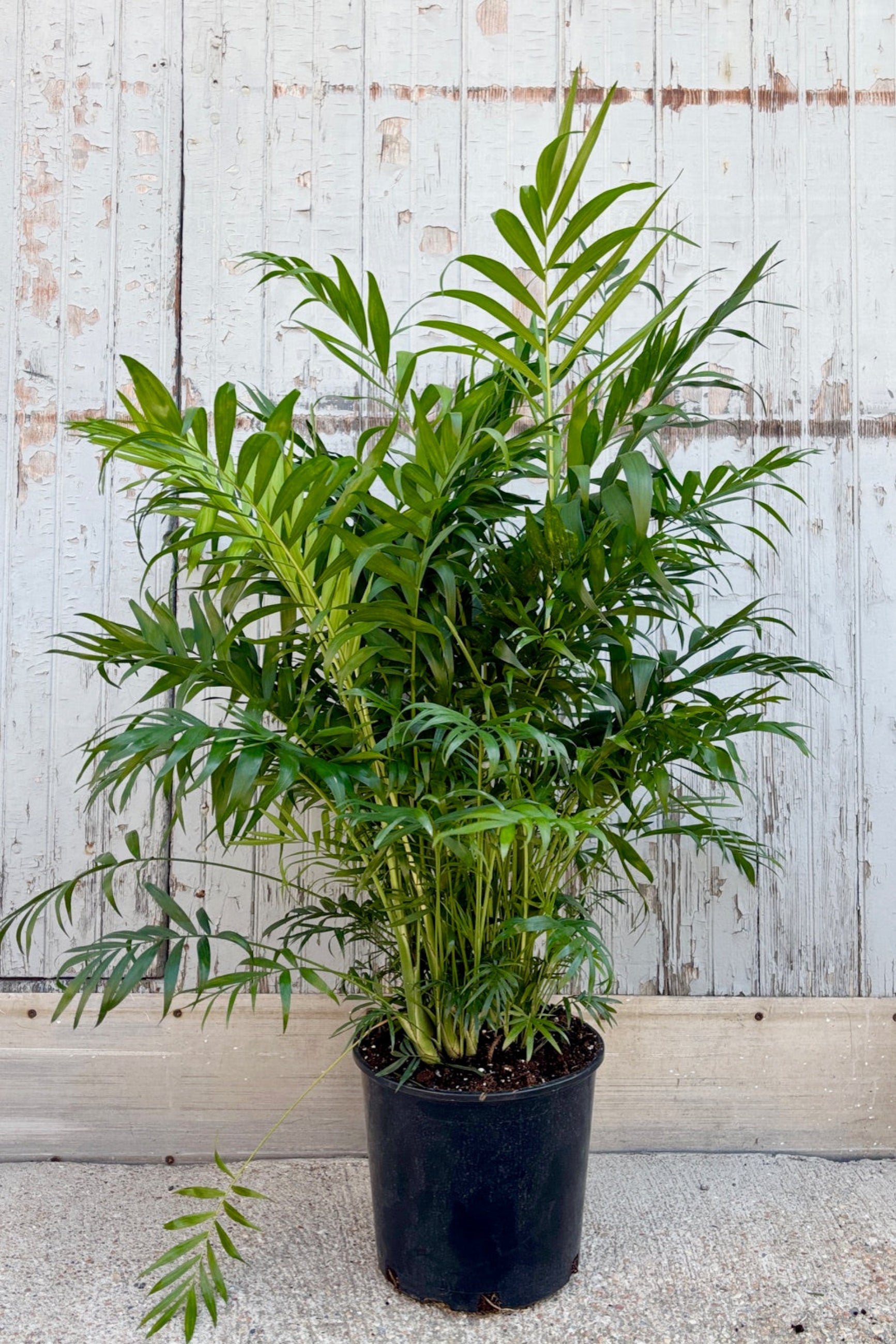 Potted Neanthe Bella plant with palm like green leaves against a wooden background ©Sprout Home