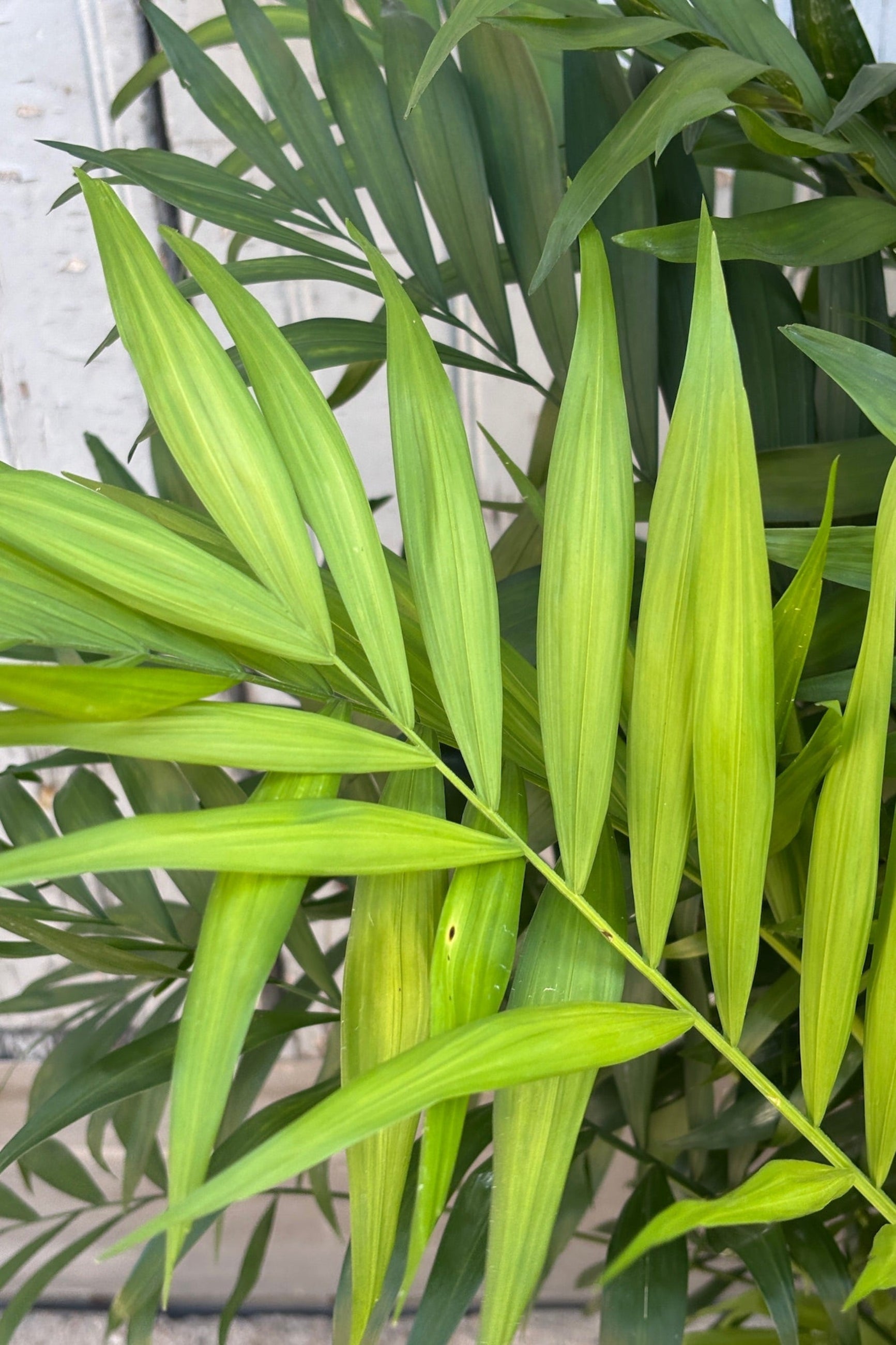 Close-up of palm leaves on Chamaedorea  plant with a blurred background ©Sprout Home 