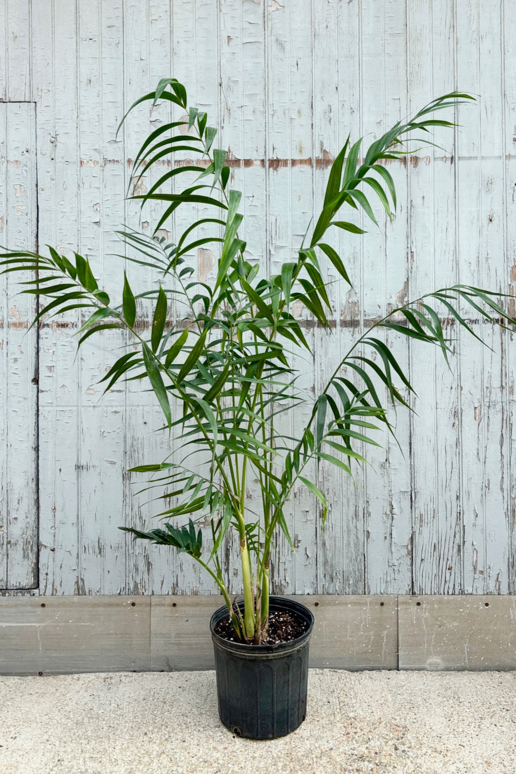 Front view of Chamaedorea hooperiana displayed against a grey wall ©Sprout Home