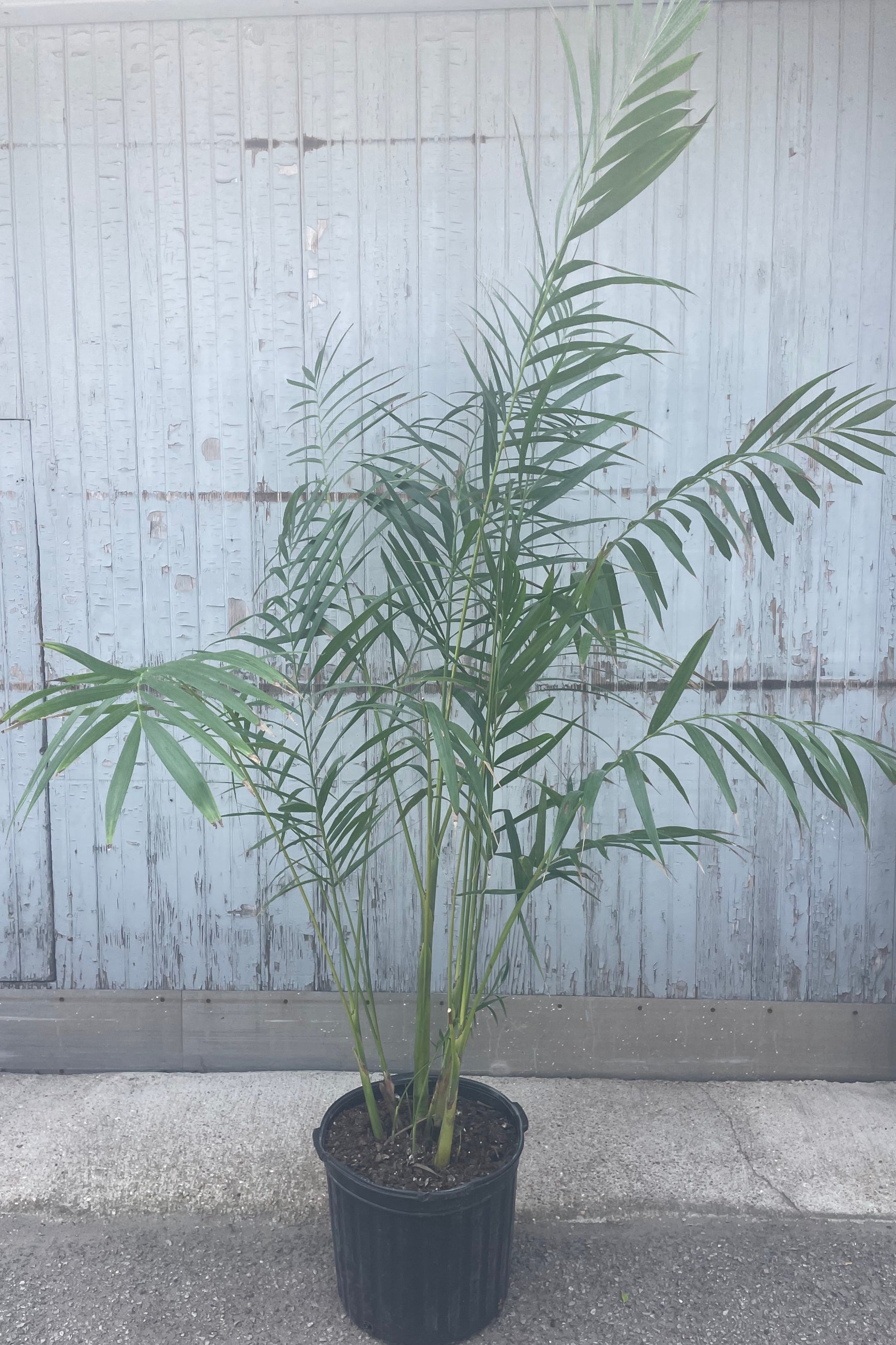 A photo of a palm houseplant in a black pot in front of a gray wall. The fine leaflets belong to Chamaedorea hooperiana ©Sprout Home