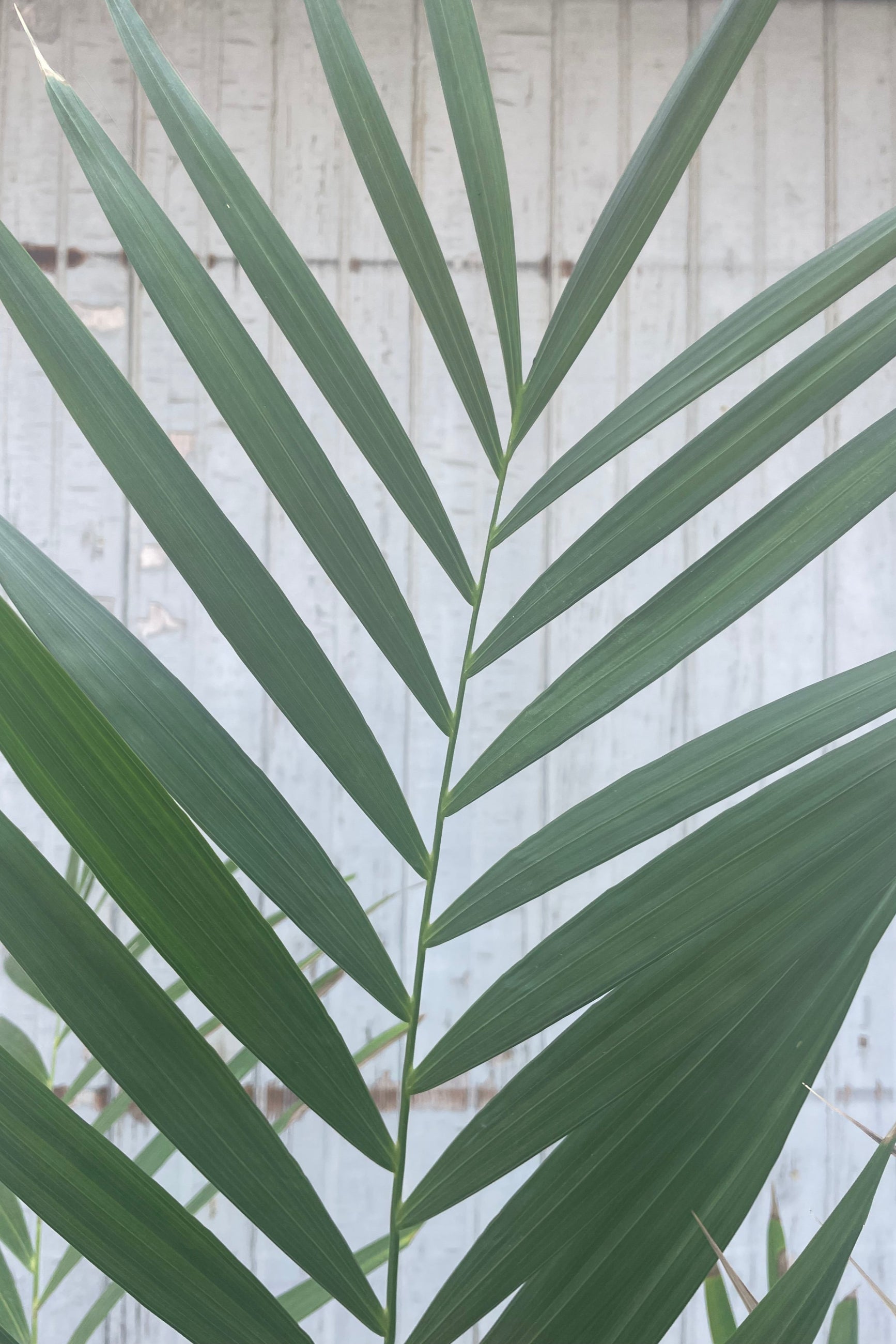 A close photo of a palm leaf in front of a gray wall. The fine leaflets belong to Chamaedorea hooperiana ©Sprout Home