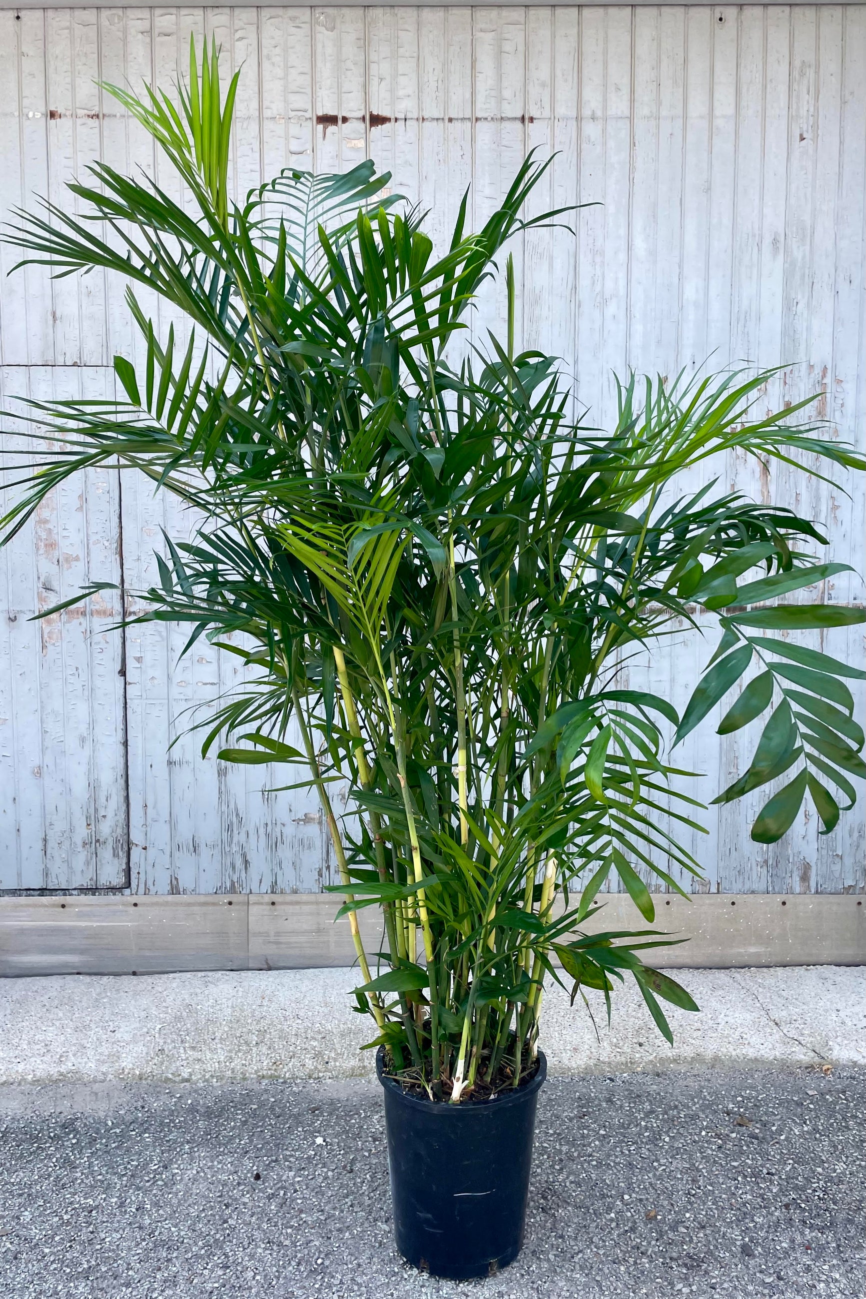 Photo of a Bamboo Palm (Chamaedorea seifrizii) in a black pot in front of a gray wall. This palm has a bush arrangement of simple green leaflets. ©Sprout Home