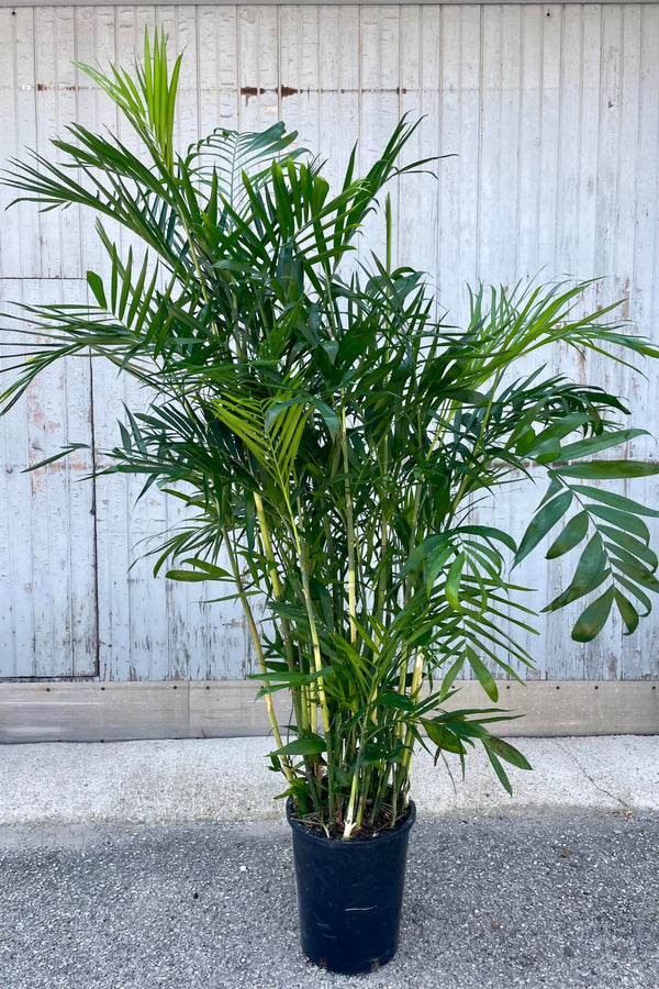 Photo of a Bamboo Palm (Chamaedorea seifrizii) in a black pot in front of a gray wall. This palm has a bush arrangement of simple green leaflets.