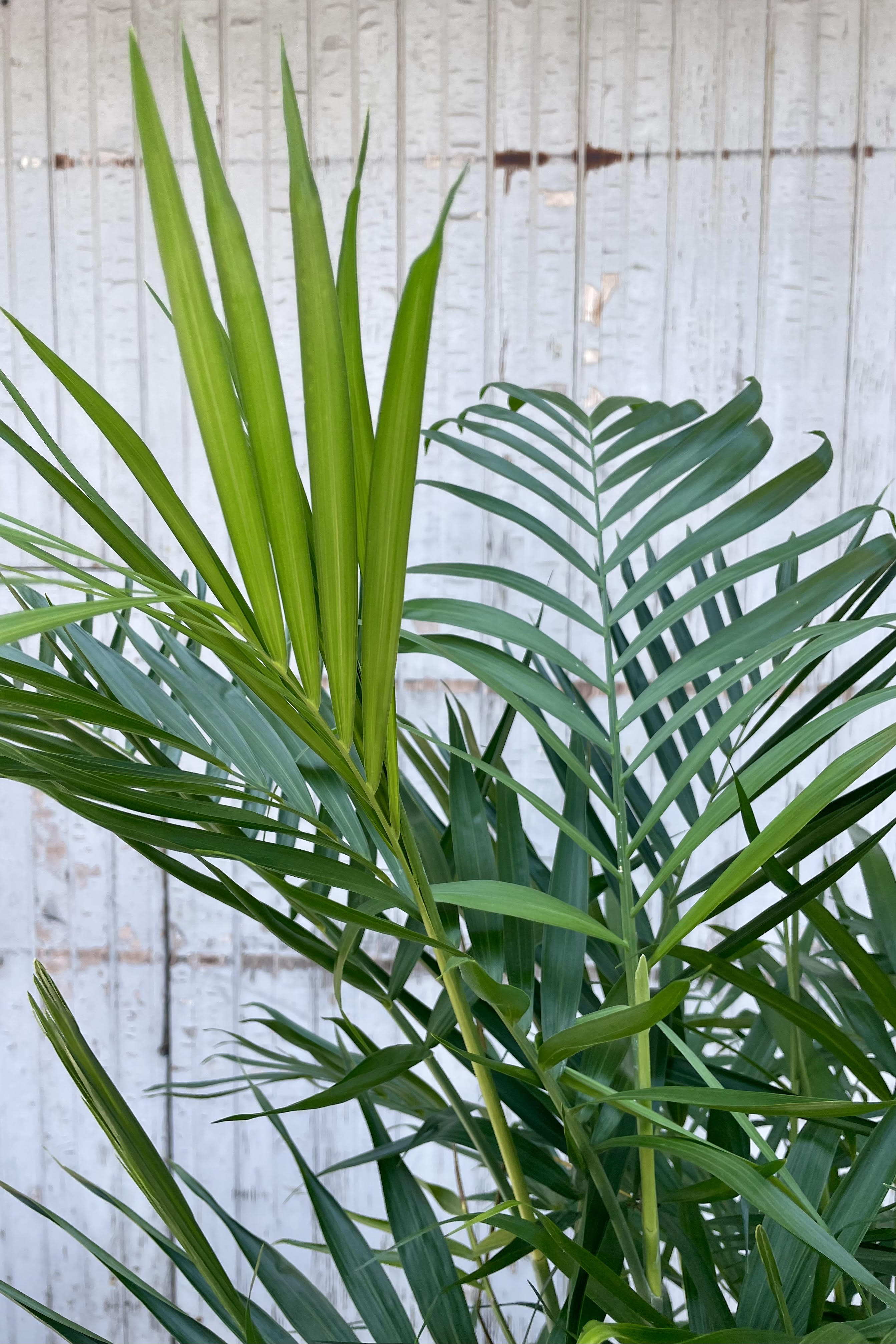 A close photo of the simple green leaflets of a Bamboo Palm (Chamaedorea seifrizii) shown in front of a gray wall.