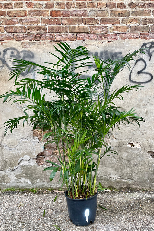 Chamaedorea "Bamboo Palm" in a #3 growers pot against a concrete and brick wall. 