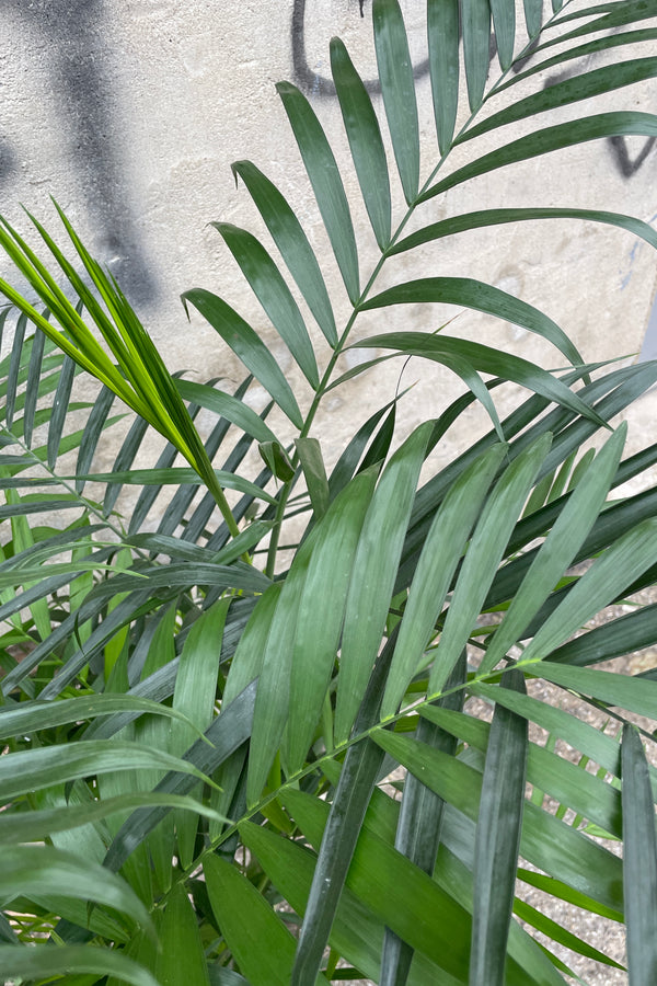 detail picture of the dark green leave fronds of the "Bamboo Palm"