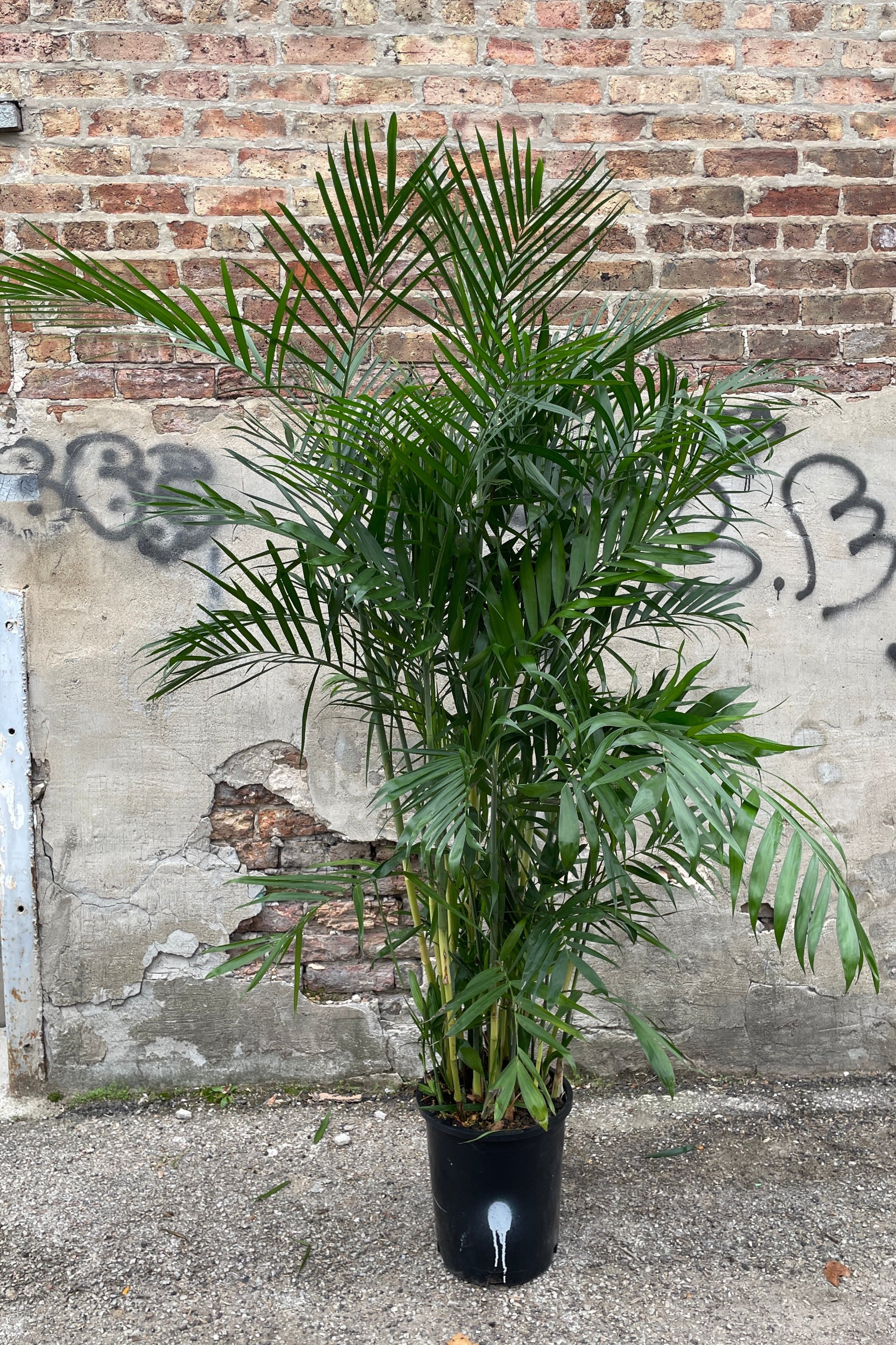 Chamaedorea seifrizii "Bamboo Palm" in a #5 growers pot against a concrete and brick wall.  ©Sprout Home