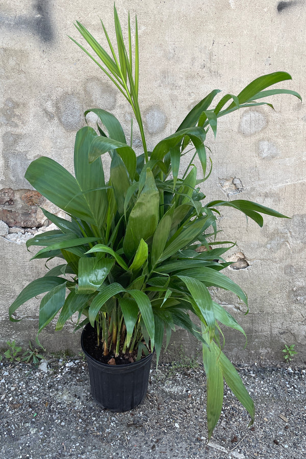 Chamaedorea seifrizii "Bamboo Palm" in an 8" growers pot against a concrete wall at Sprout Home. 