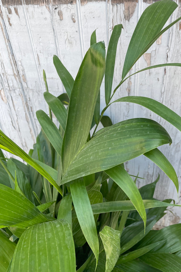 the green leaves of the "Bamboo Palm" up close